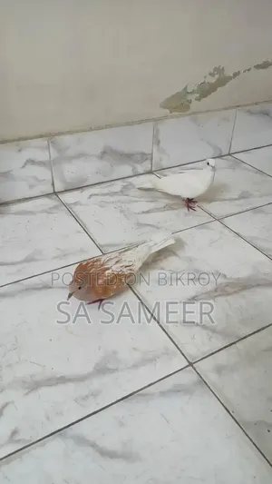 ১ জোড়া ঘুঘু