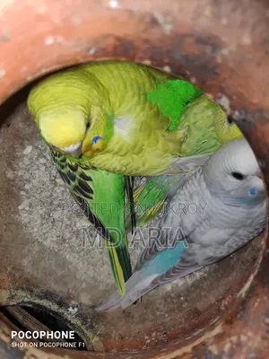 বাজিগর পাখি