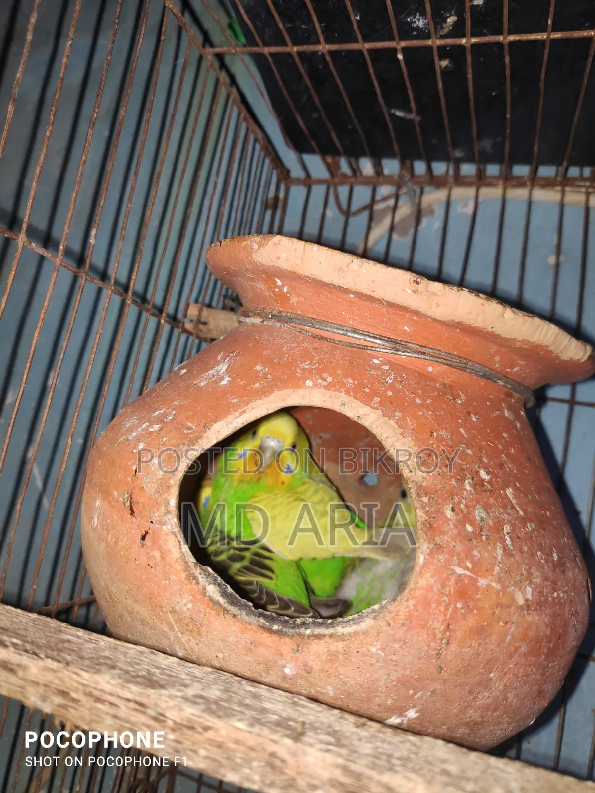 বাজিগর পাখি