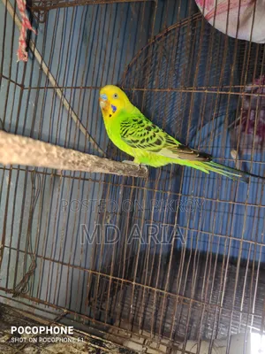 বাজিগর পাখি