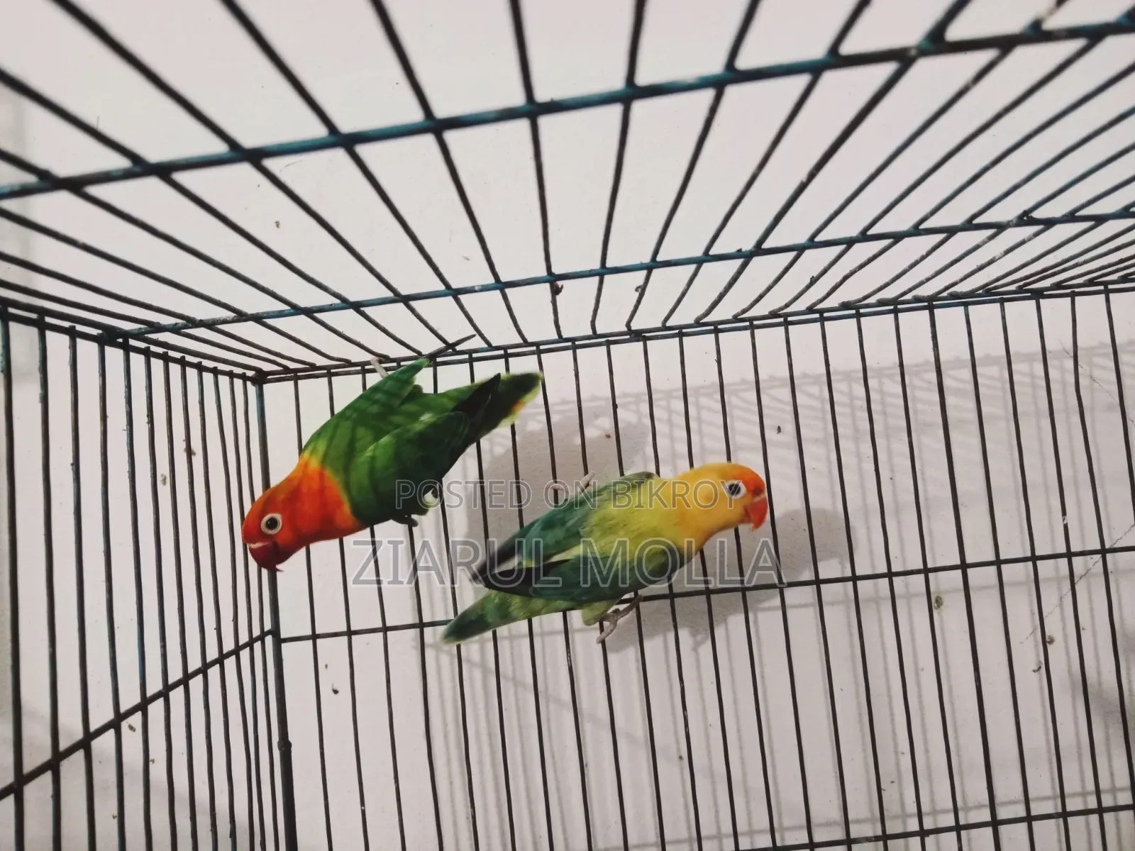 Lovebirds Running Pair