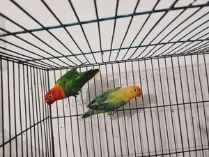 Lovebirds Running Pair