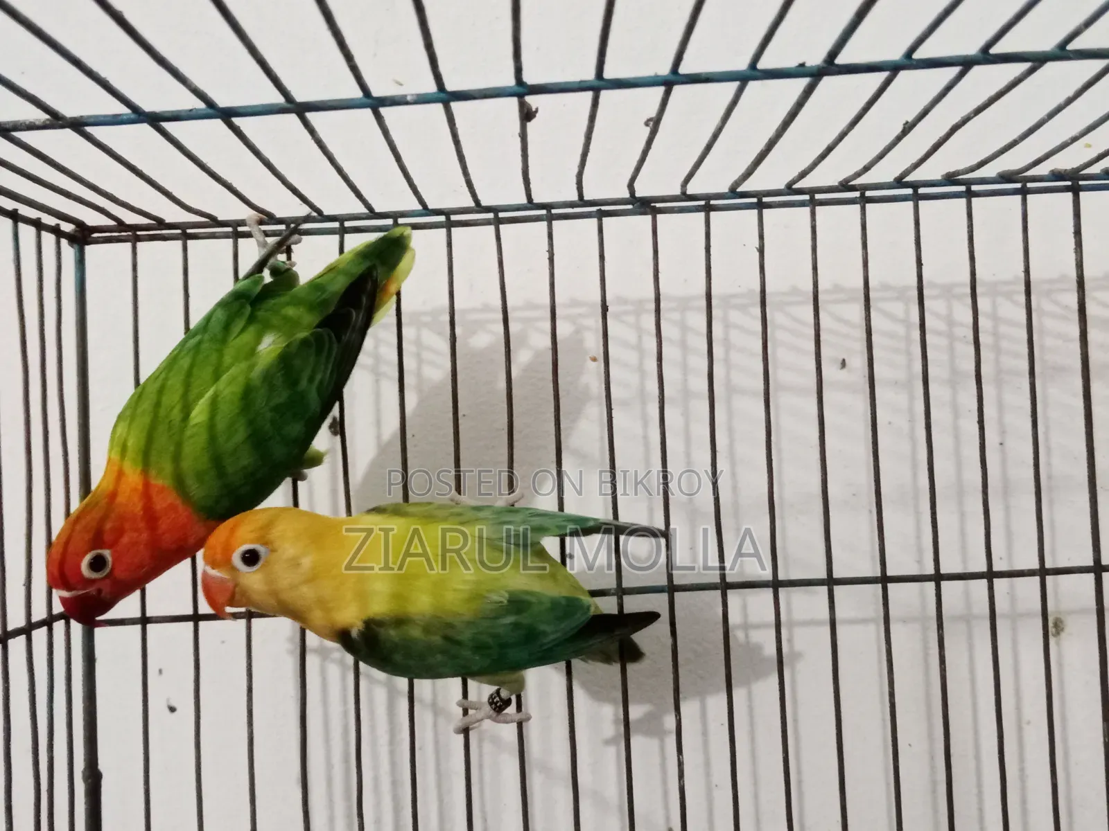 Lovebirds Running Pair