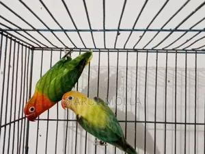 Lovebirds Running Pair