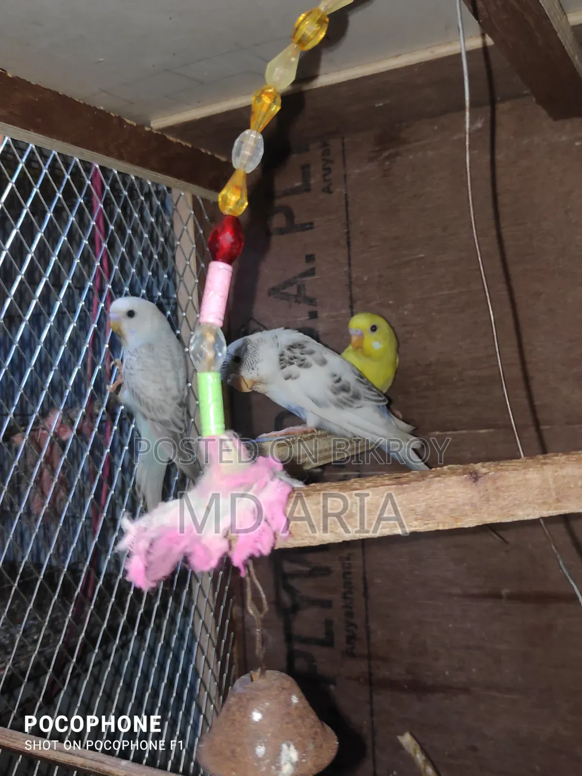 Budgerigar Bird
