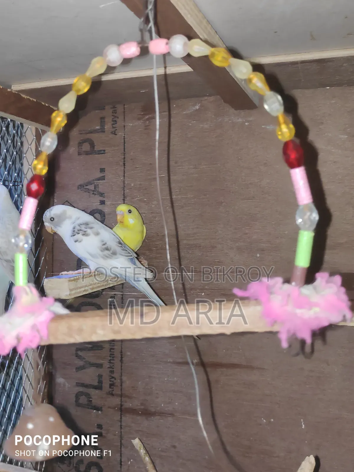 Budgerigar Bird