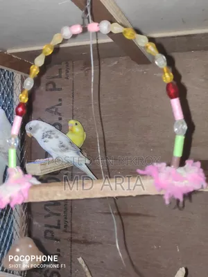 Budgerigar Bird