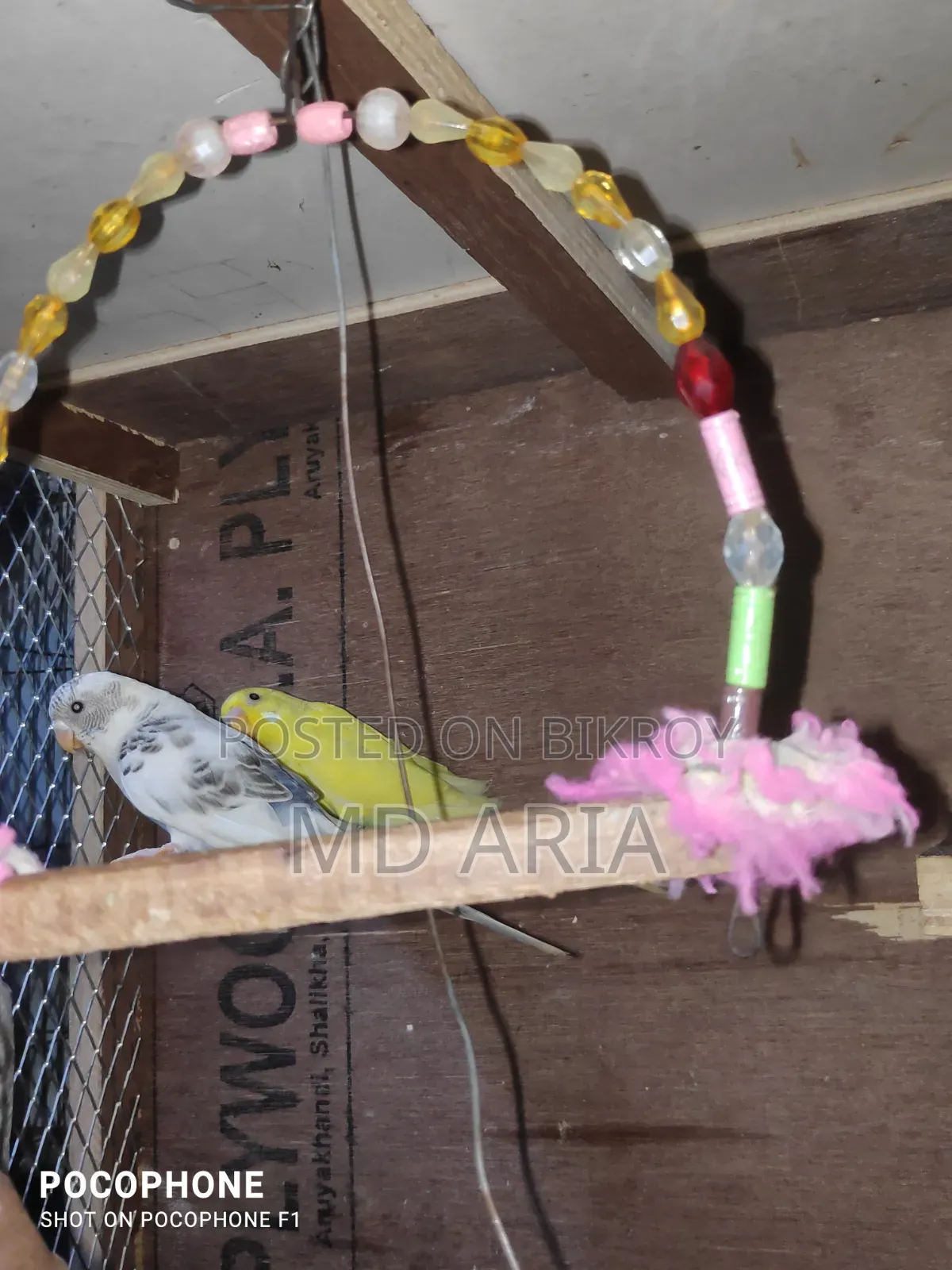 Budgerigar Bird
