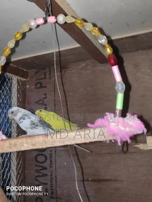 Budgerigar Bird