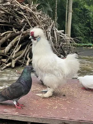সিল্কি মুরগ (পুরুষ)