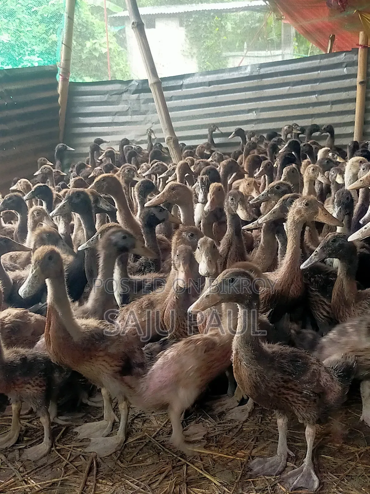 হাঁসের বাচ্চা