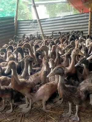 হাঁসের বাচ্চা