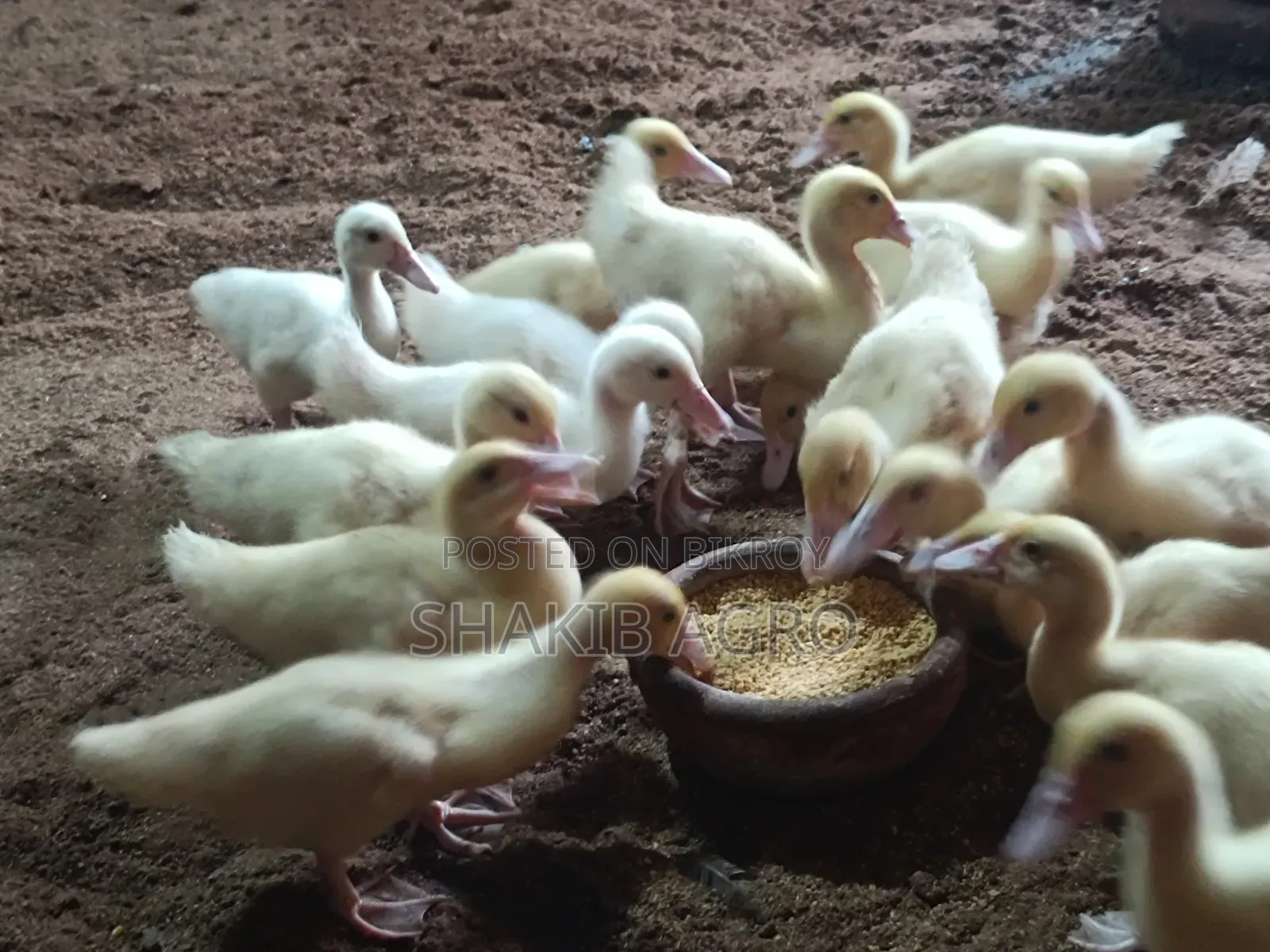 White Muscovy Ducklings for Sale
