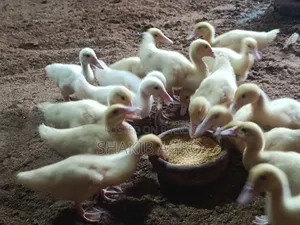 White Muscovy Ducklings for Sale