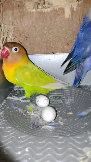 3 Piece Lovebirds Colony for Sale