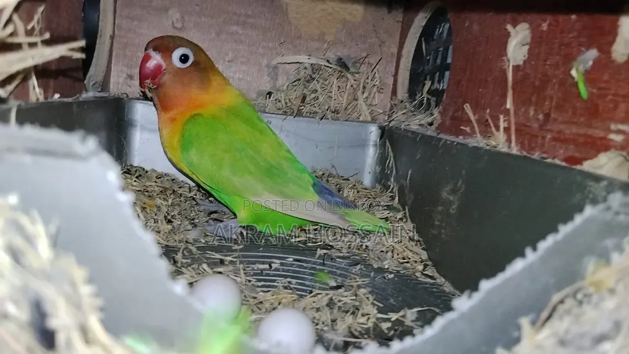 ৩ পিস লাভবার্ডস কলোনি বিক্রির জন্য