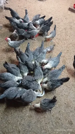 মিশরীয় ফাওমি মুরগী