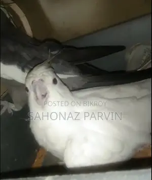 Albino Cockatiel