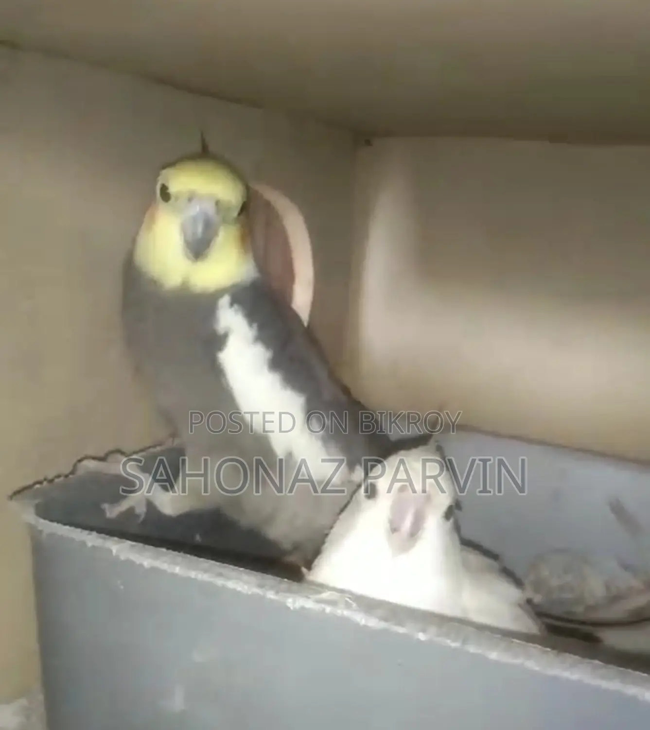 Albino Cockatiel
