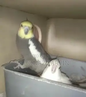 Albino Cockatiel