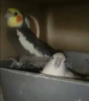 Albino Cockatiel