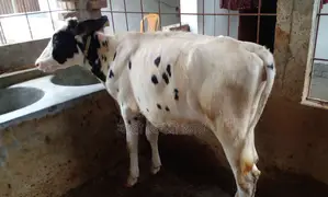 ১৩১৭ নং উন্নত জাতের ভালো বকনা।