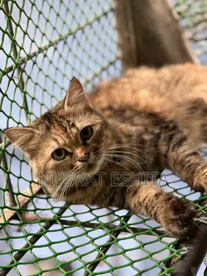 6-12 Months Female Purebred Persian