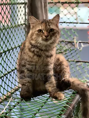 6-12 Months Female Purebred Persian