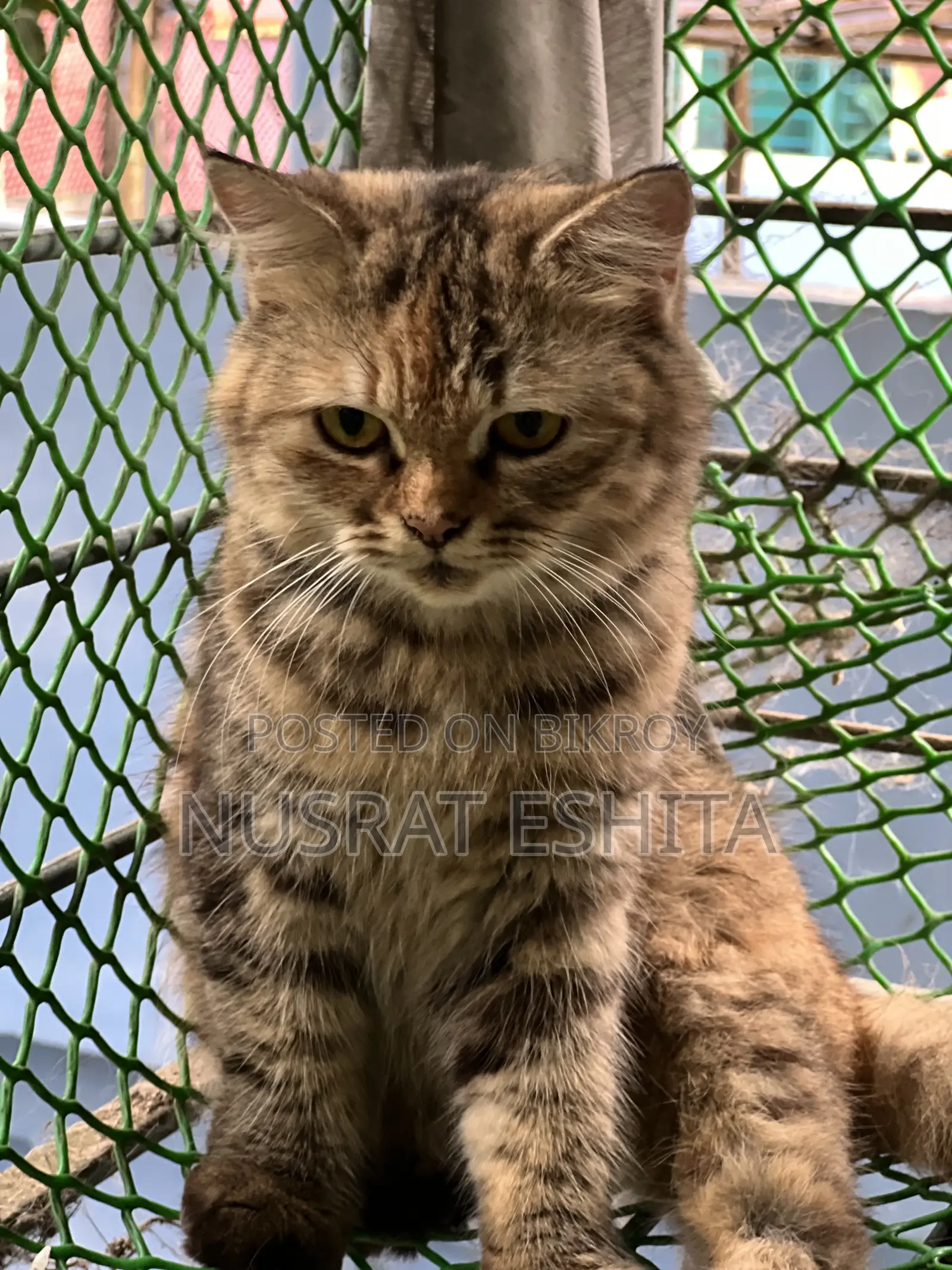 6-12 Months Female Purebred Persian