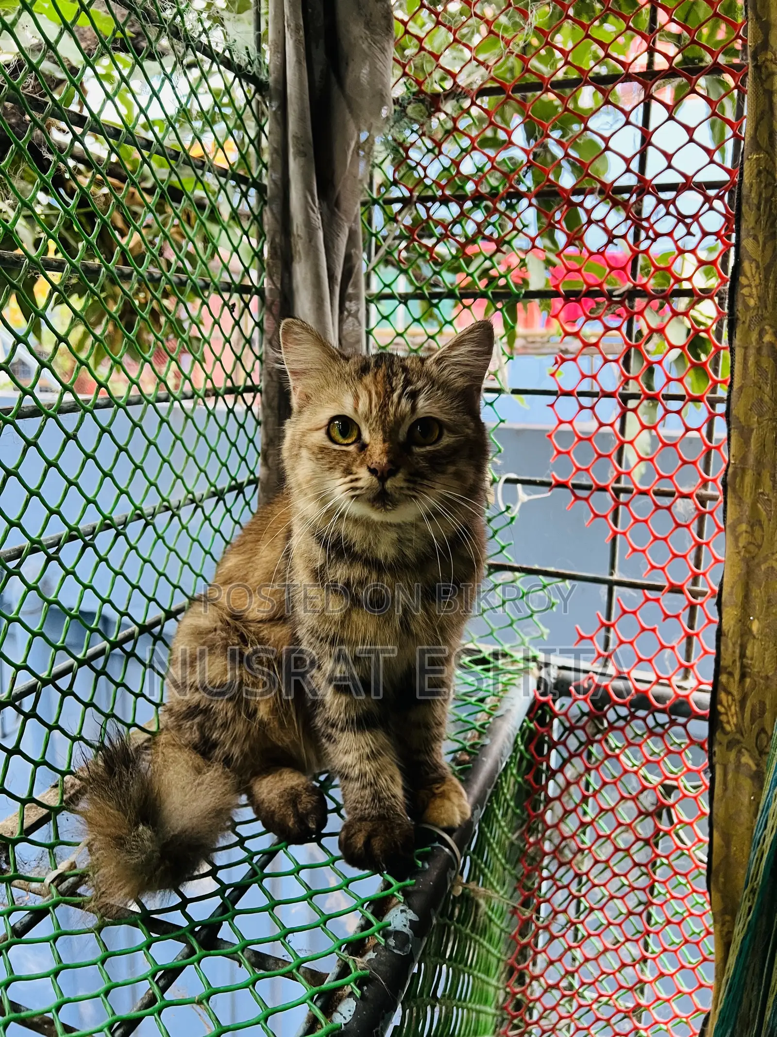 6-12 Months Female Purebred Persian