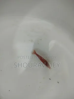 Red Fired Shrimp