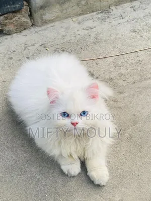 1-3 Months Male Purebred Persian