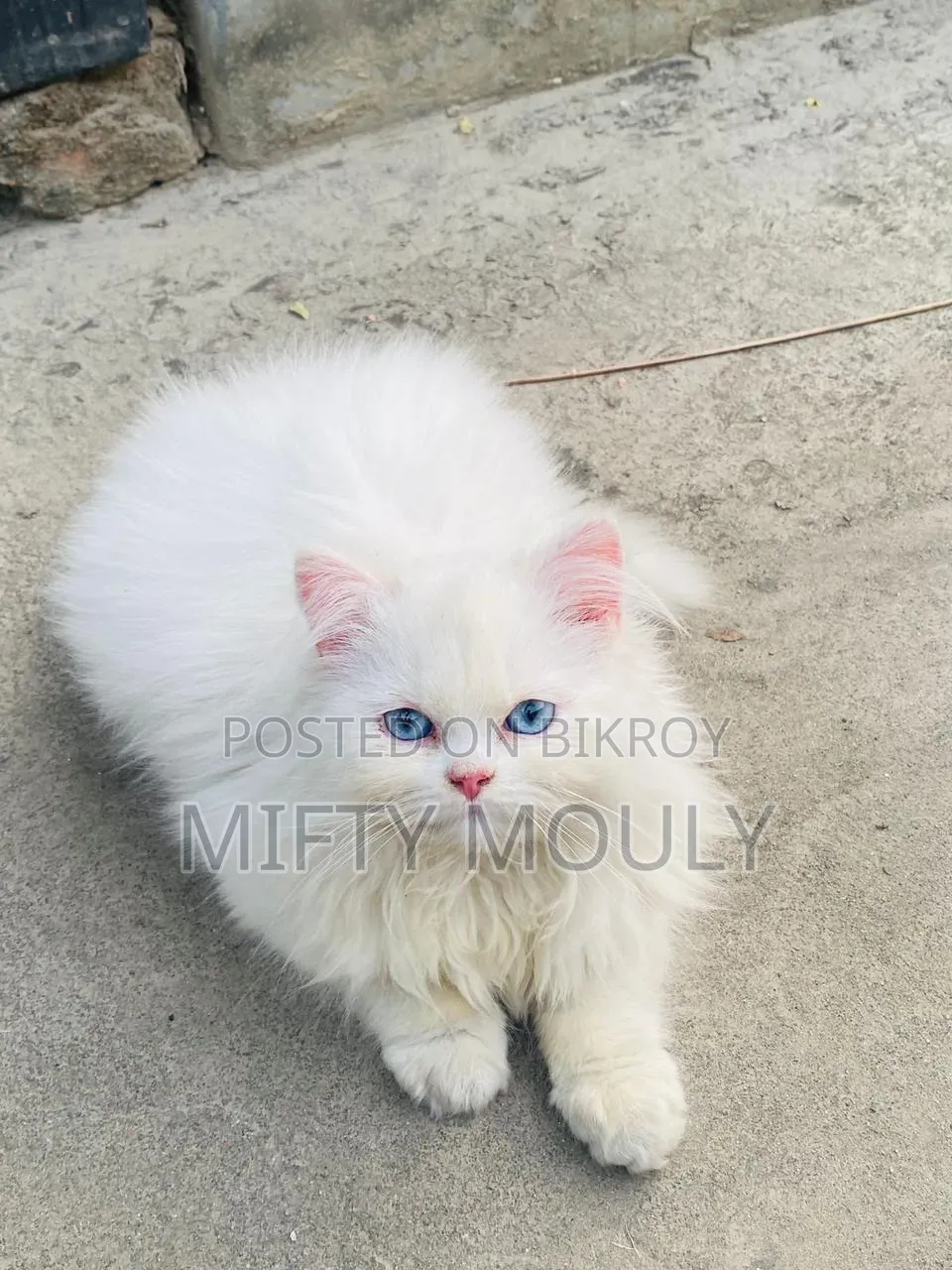 1-3 Months Male Purebred Persian