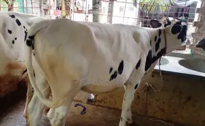 Heifer No. 1316