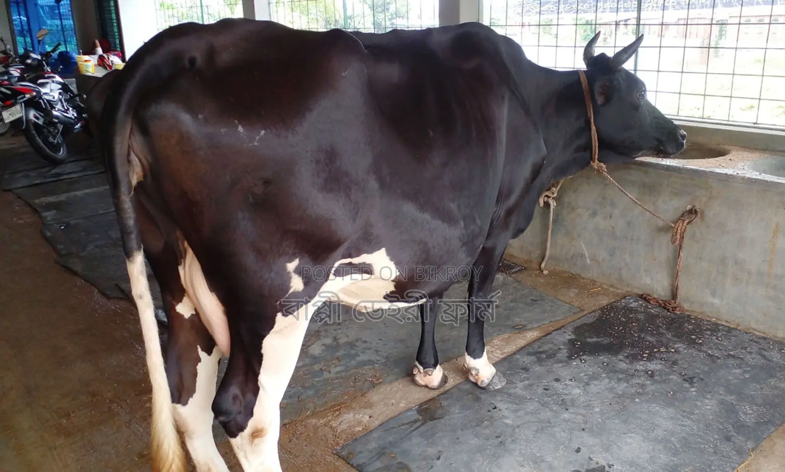 Cow number 1318, improved breed.