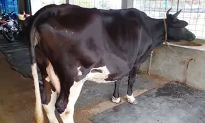 Cow number 1318, improved breed.