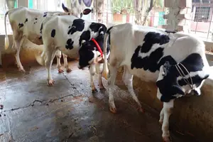 ১৩১৯নং ৩টি বকনা বিক্রয় হবে ।