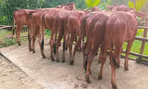 ১৩২০নং বাছাইকুত ৮টি বকনা বিক্রয় হবে ।