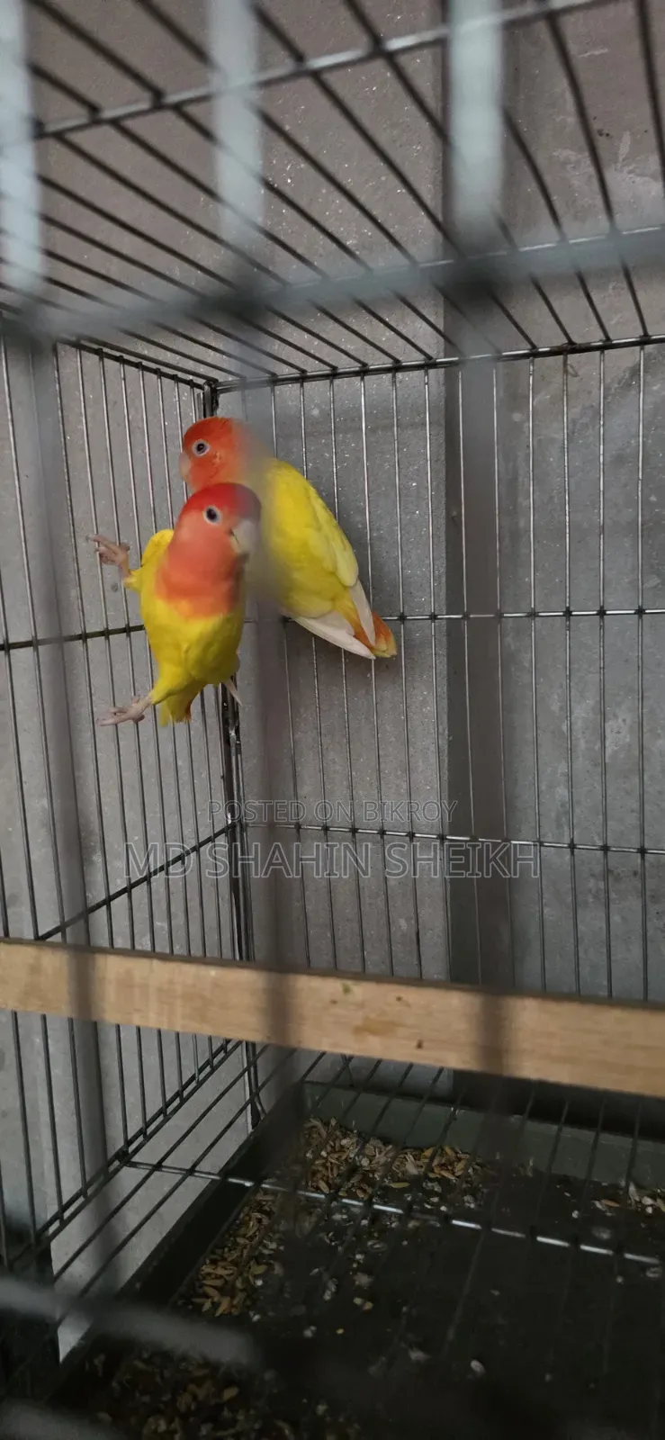 Love Birds