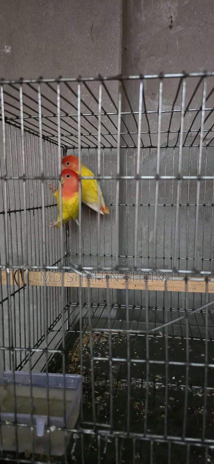 Love Birds