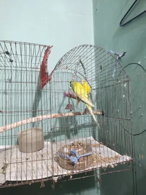 ফুল সেটআপ, আধা কেজির বেশি খাবার আছে, ২টা হাড়ি দিব