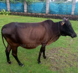 পছন্দের গরু কিনতে যোগাযোগ করুন এই নাম্বারে