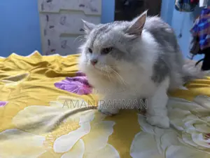 1+ Year Male Purebred Persian