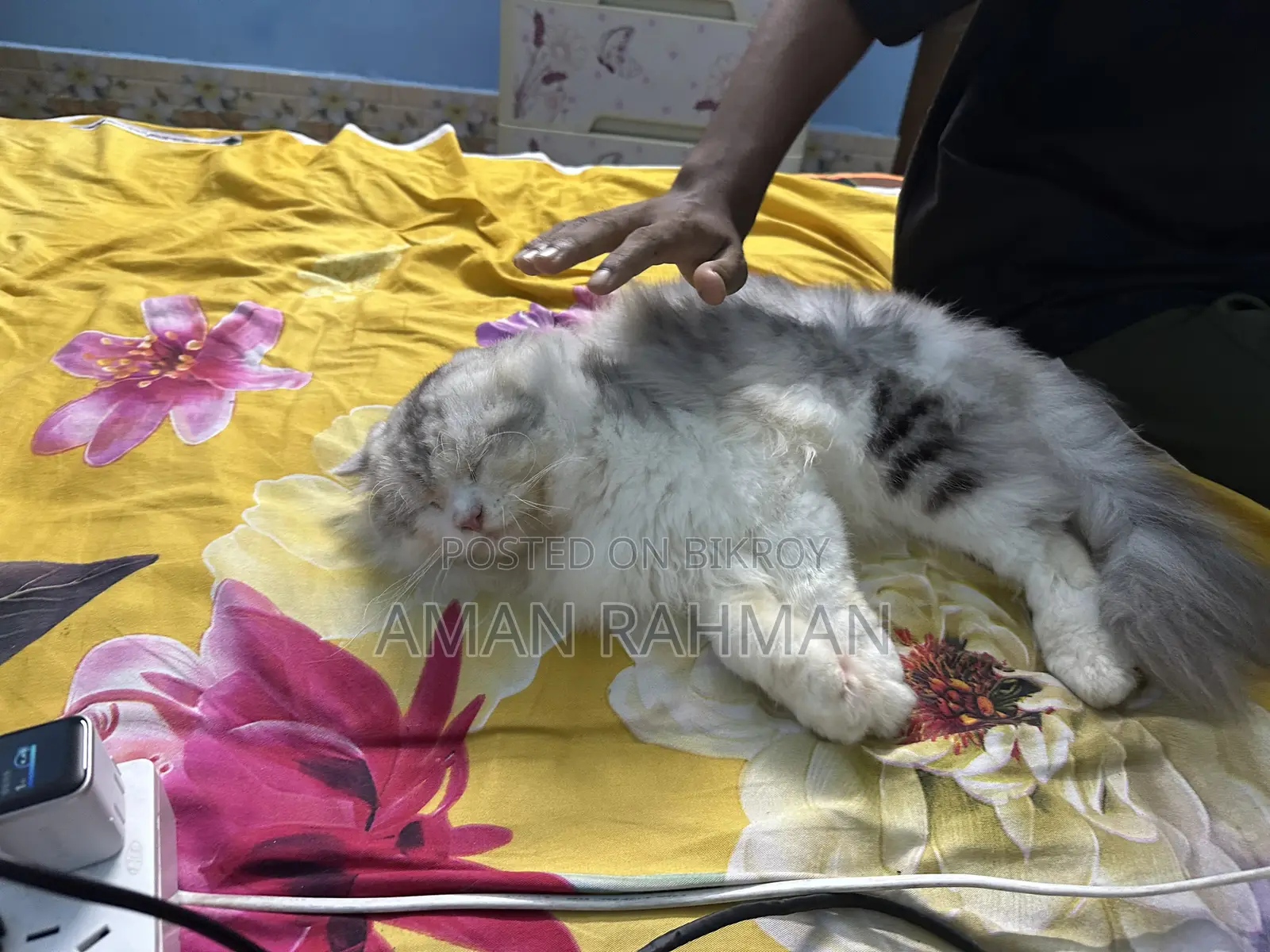 1+ Year Male Purebred Persian