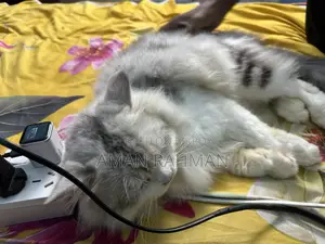 1+ Year Male Purebred Persian