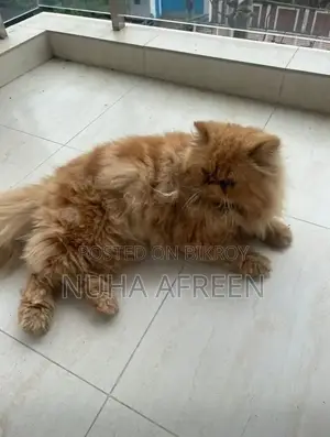 6-12 Months Male Purebred Persian