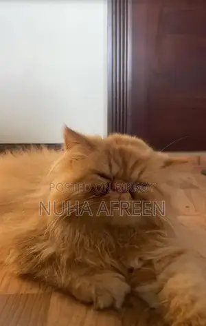 6-12 Months Male Purebred Persian