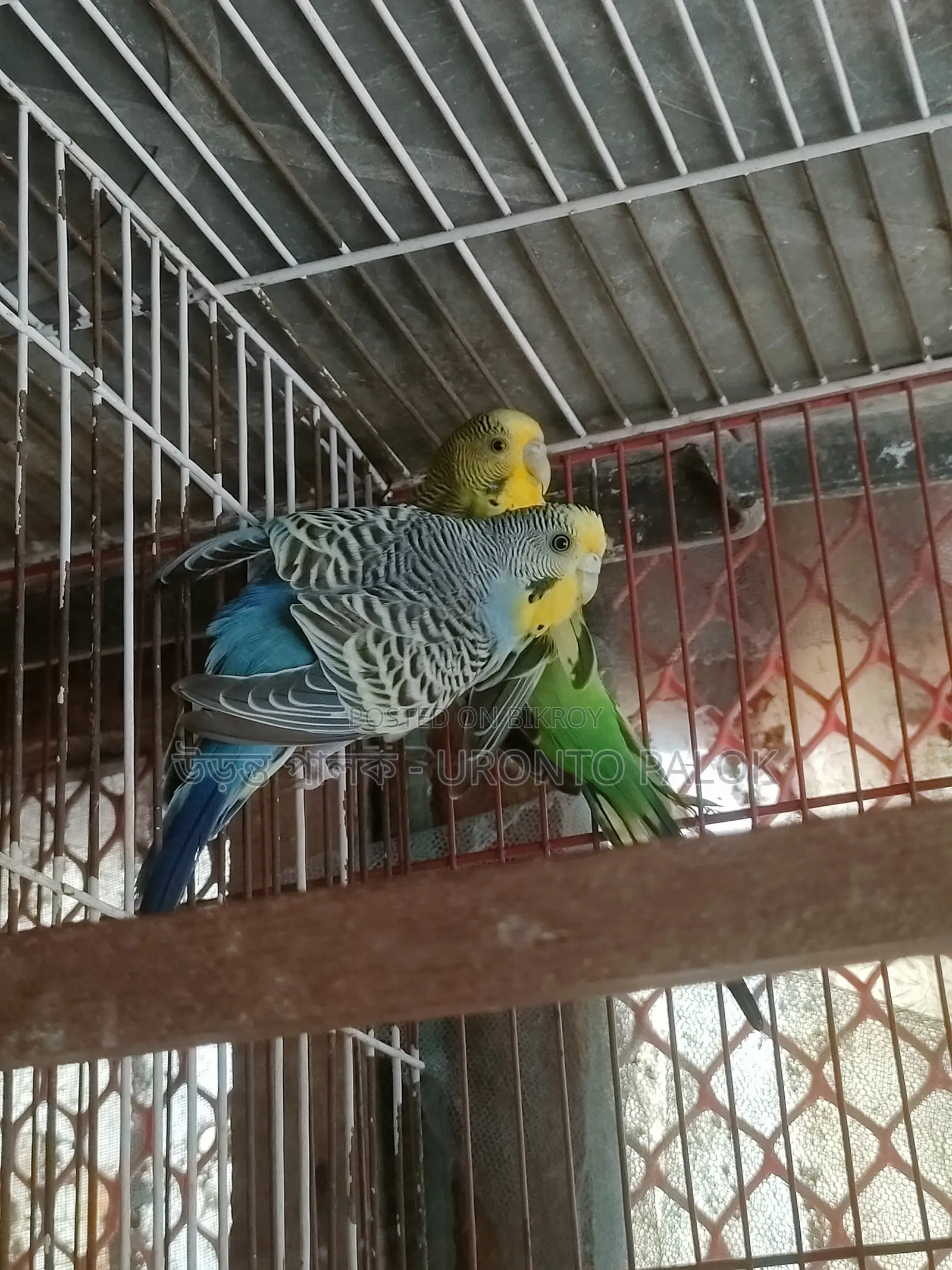 লুটিনো এবং স্প্যাংলা বাজরিগার রানিং জোড়া বিক্রয়!