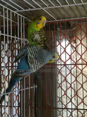 লুটিনো এবং স্প্যাংলা বাজরিগার রানিং জোড়া বিক্রয়!