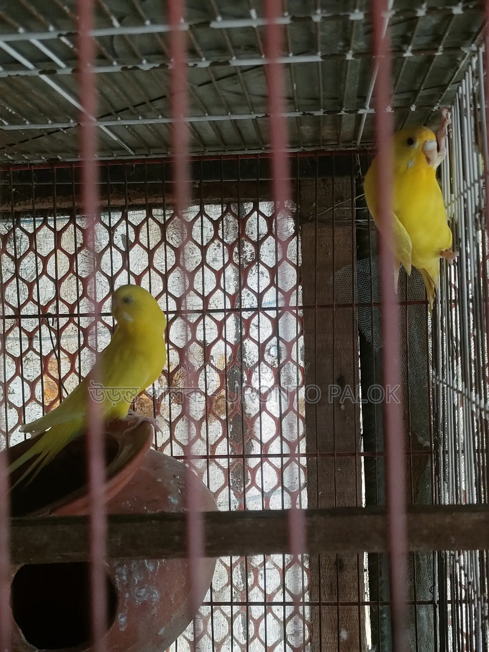 লুটিনো এবং স্প্যাংলা বাজরিগার রানিং জোড়া বিক্রয়!
